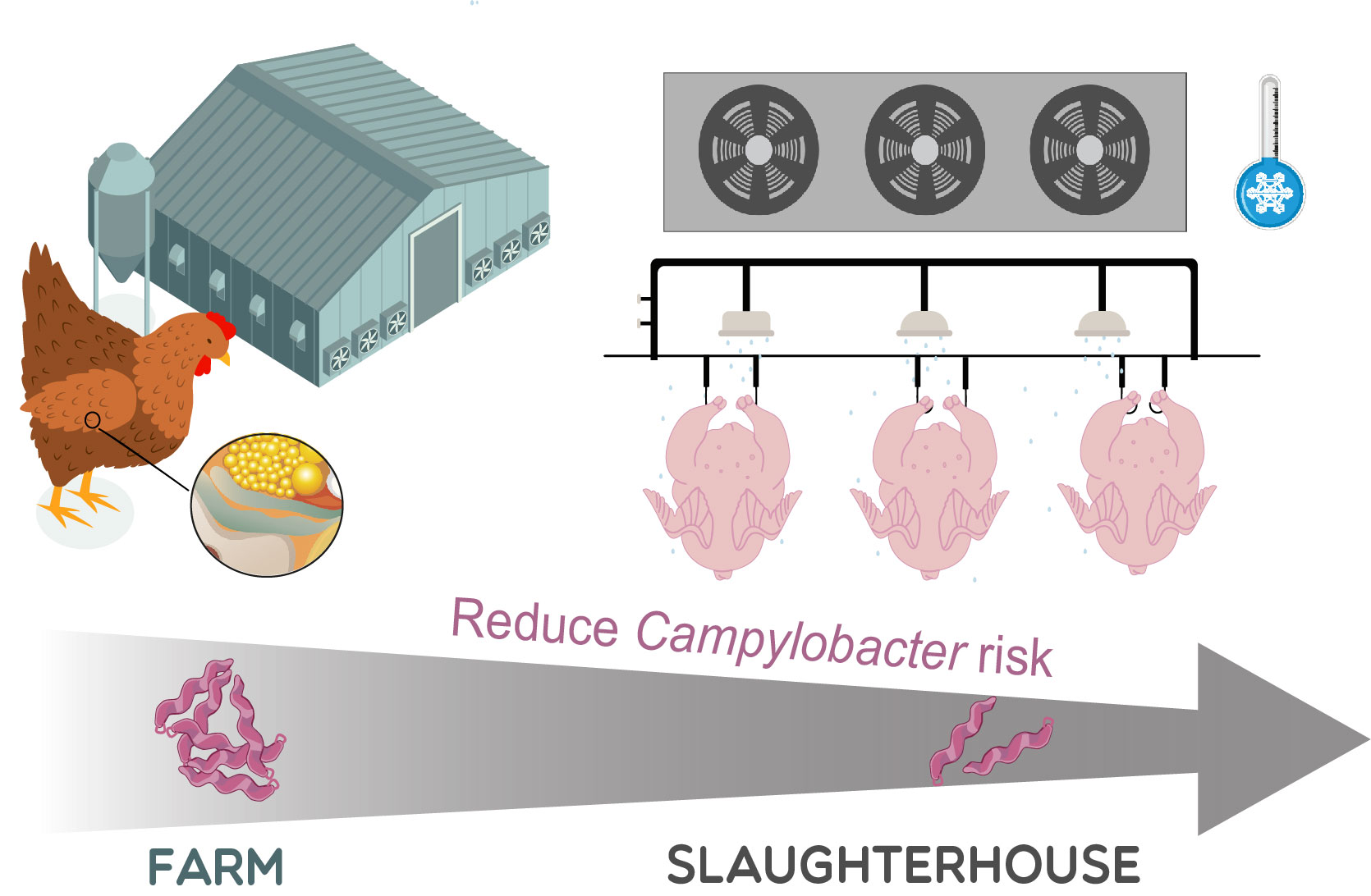 CHILLING : Influence of slaughter practices, in particular chilling, and pre-slaughter conditions on the persistence of Campylobacter jejuni in French broiler slaughterhouses